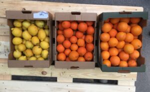 Trio - Orangen, Zitronen & Rosa Grapefruits - 22kg