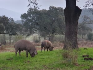 la ferme de cochon d'or